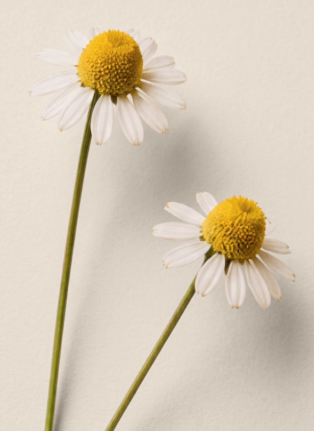 Chamomile Extract