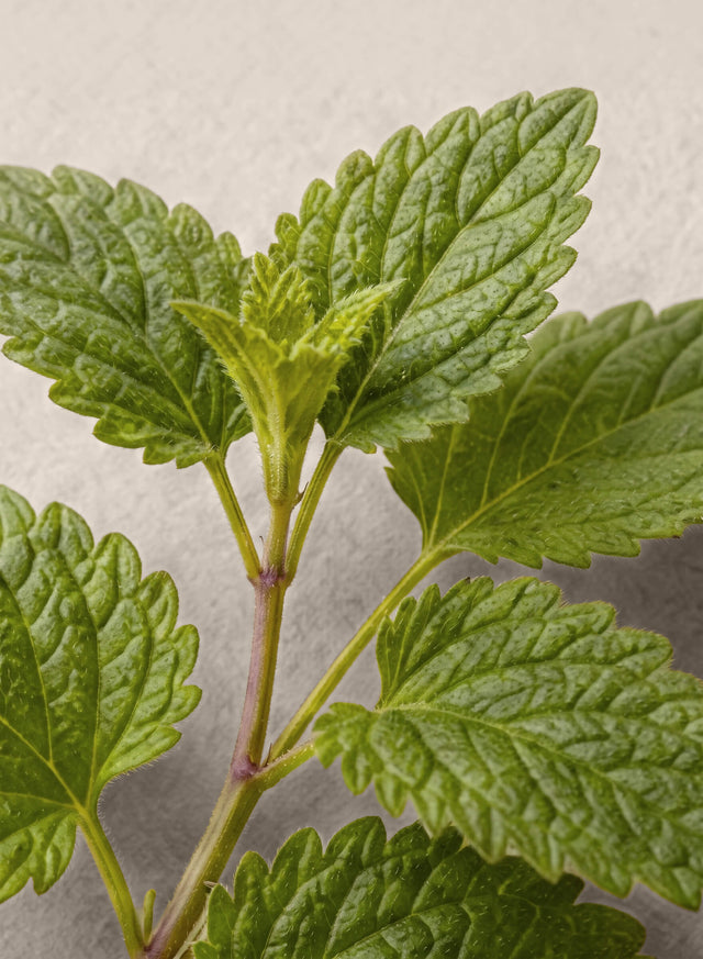 Lemon Balm Extract
