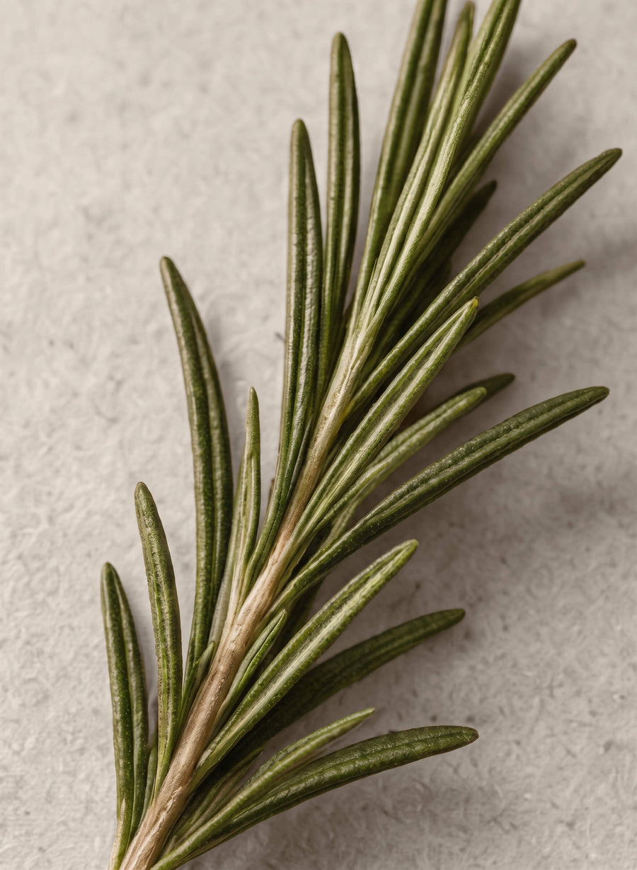 Rosemary Extract